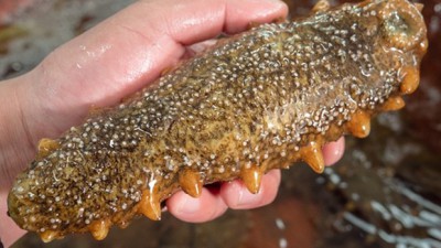 득템 찬스! 최저가 자연산 거제도 해삼 후기 🌊 놓치면 후회!